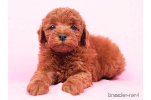 成約済の東京都のトイプードル-208870の3枚目